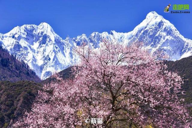 林芝最美的季節即將來臨，這一份超全賞花攻略，請收好！