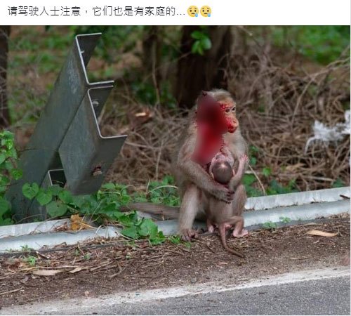 遭車撞傷不忘懷中兒 母猴滿身血 還哺乳！