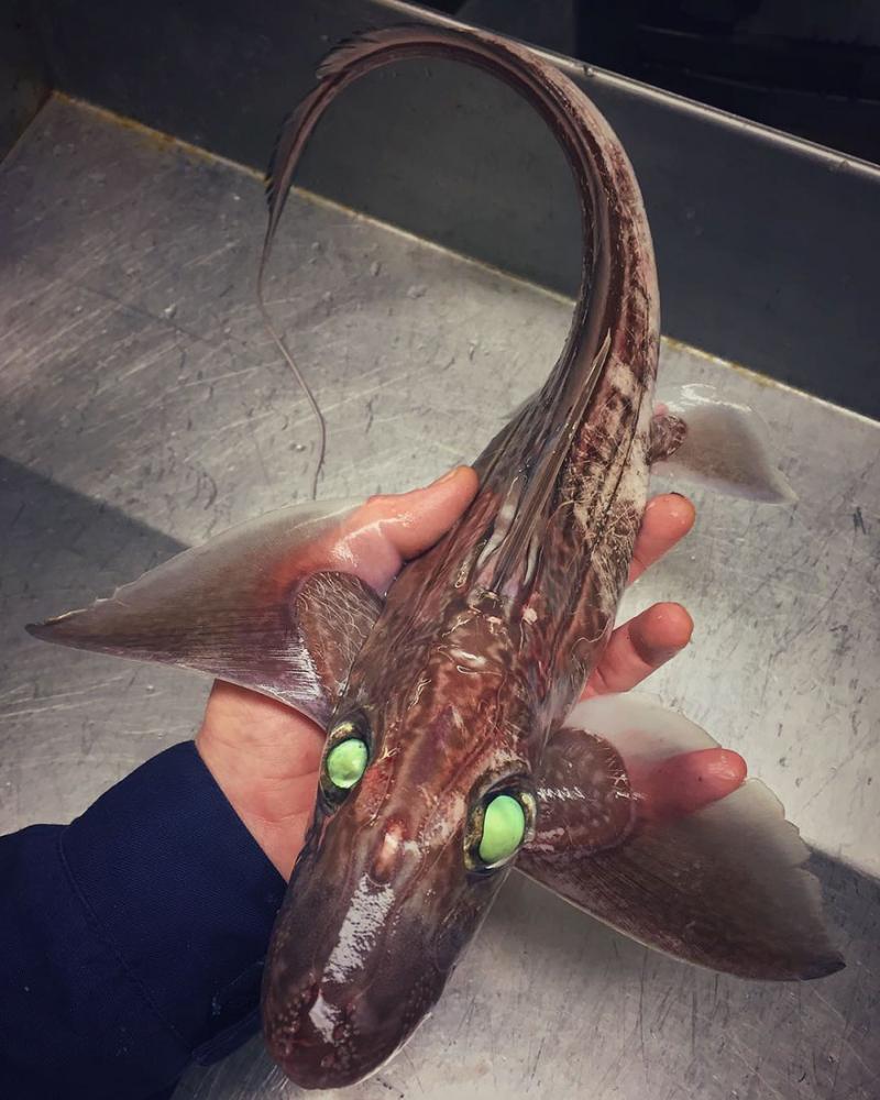 「海溝插畫」證實人對深海一無所知　《鐵達尼號》大導深潛11000公尺曝驚人景象