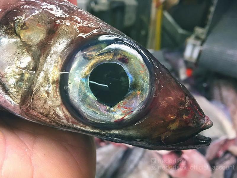 「海溝插畫」證實人對深海一無所知　《鐵達尼號》大導深潛11000公尺曝驚人景象