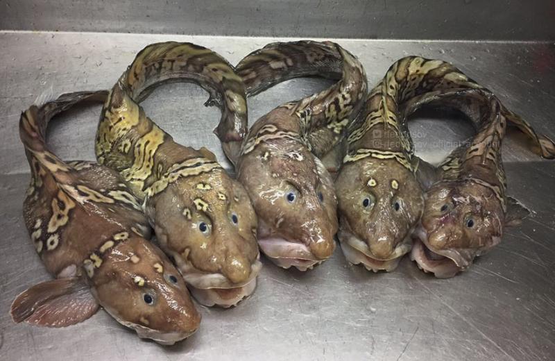 「海溝插畫」證實人對深海一無所知　《鐵達尼號》大導深潛11000公尺曝驚人景象