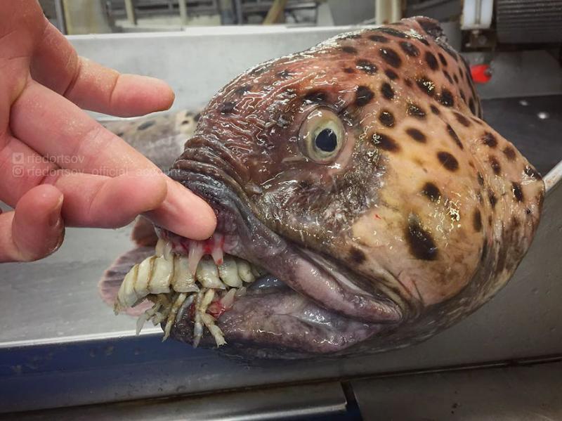 「海溝插畫」證實人對深海一無所知　《鐵達尼號》大導深潛11000公尺曝驚人景象