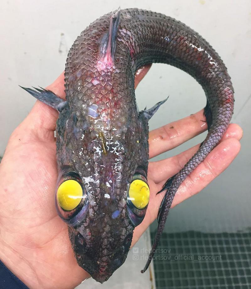 「海溝插畫」證實人對深海一無所知　《鐵達尼號》大導深潛11000公尺曝驚人景象