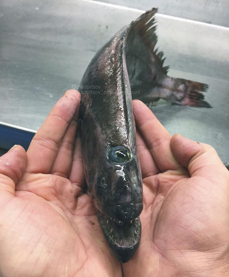 「海溝插畫」證實人對深海一無所知　《鐵達尼號》大導深潛11000公尺曝驚人景象