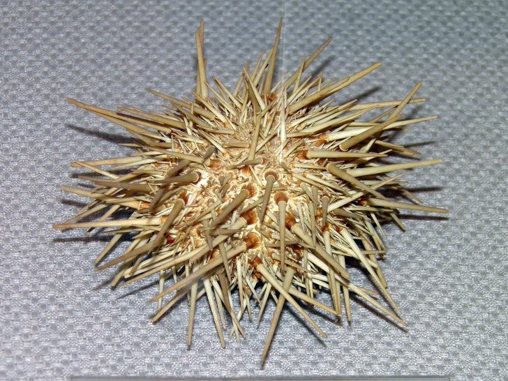 23個「上帝忘記給予顏色」的白化症動物　全白孔雀完全是神話裡的仙獸！