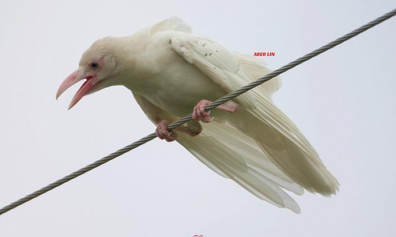 23個「上帝忘記給予顏色」的白化症動物　全白孔雀完全是神話裡的仙獸！