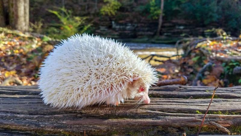 23個「上帝忘記給予顏色」的白化症動物　全白孔雀完全是神話裡的仙獸！