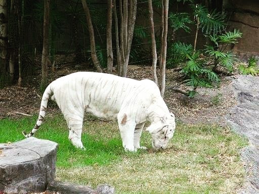 23個「上帝忘記給予顏色」的白化症動物　全白孔雀完全是神話裡的仙獸！