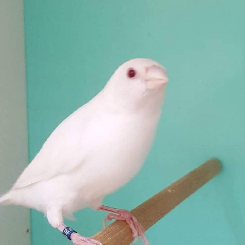 23個「上帝忘記給予顏色」的白化症動物　全白孔雀完全是神話裡的仙獸！