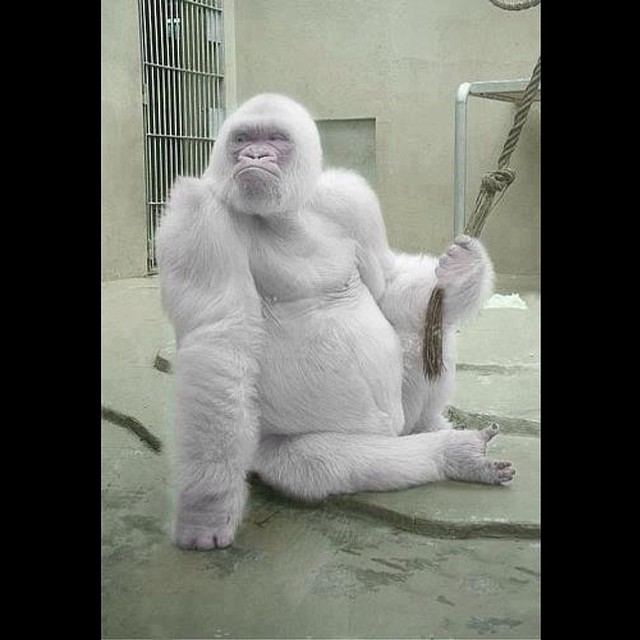 23個「上帝忘記給予顏色」的白化症動物　全白孔雀完全是神話裡的仙獸！