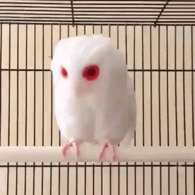 23個「上帝忘記給予顏色」的白化症動物　全白孔雀完全是神話裡的仙獸！
