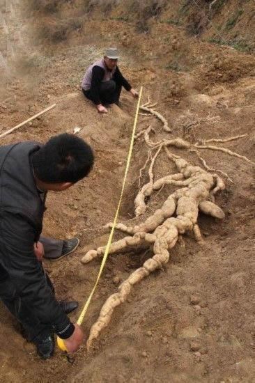 以為自己挖到了「人蔘」，結果是另一種可怕的東西！