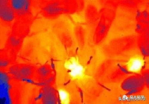 先凍死自己再靠憋尿復活，有些動物為了過冬竟然用上了超能力