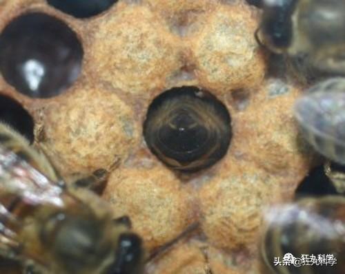 先凍死自己再靠憋尿復活，有些動物為了過冬竟然用上了超能力