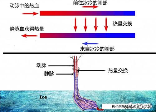 先凍死自己再靠憋尿復活，有些動物為了過冬竟然用上了超能力