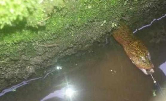 男子承包魚塘，在裡邊發現30年「魚王」！土豪用天價將其買下