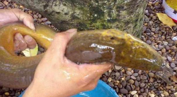 男子承包魚塘，在裡邊發現30年「魚王」！土豪用天價將其買下
