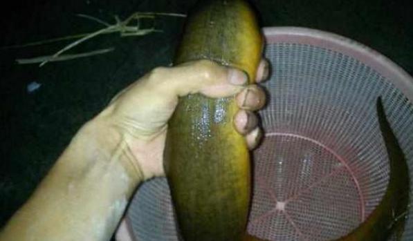 男子承包魚塘，在裡邊發現30年「魚王」！土豪用天價將其買下