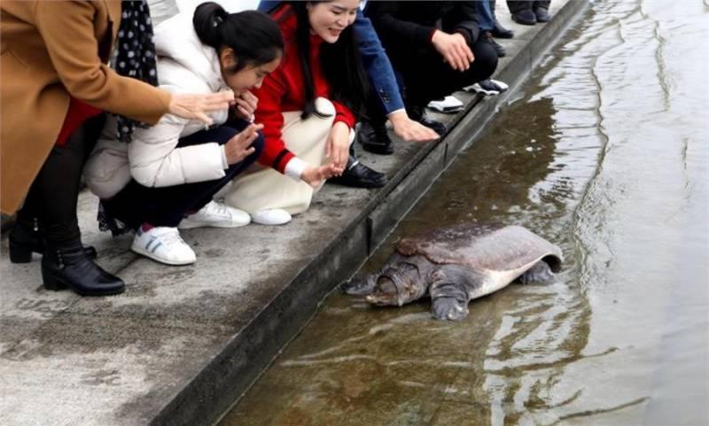 女子慶祝生日，買來一隻即將烹飪68斤重甲魚放生，獲救甲魚磕頭謝恩，畫面感人