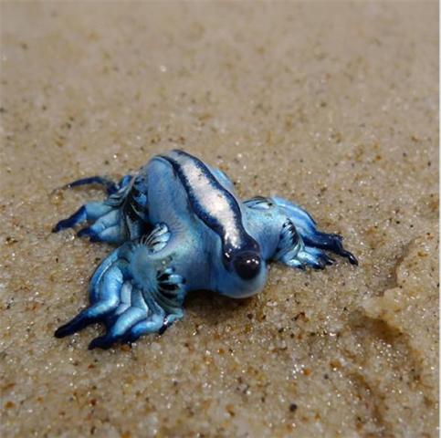 「來自地獄的蛇」「通體湛藍的魚」 這些神奇動物你見過嗎？（各種奇特生物大盤點）