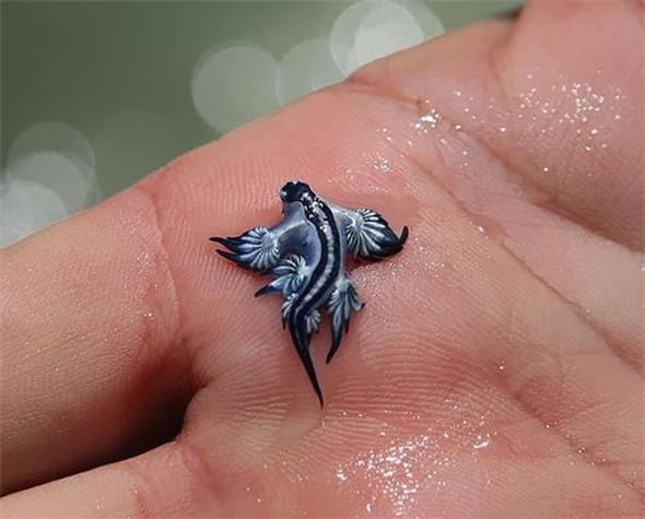 「來自地獄的蛇」「通體湛藍的魚」 這些神奇動物你見過嗎？（各種奇特生物大盤點）