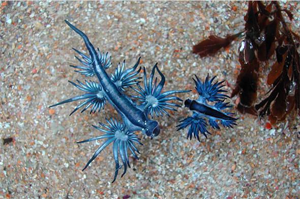 「來自地獄的蛇」「通體湛藍的魚」 這些神奇動物你見過嗎？（各種奇特生物大盤點）