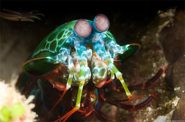 「來自地獄的蛇」「通體湛藍的魚」 這些神奇動物你見過嗎？（各種奇特生物大盤點）