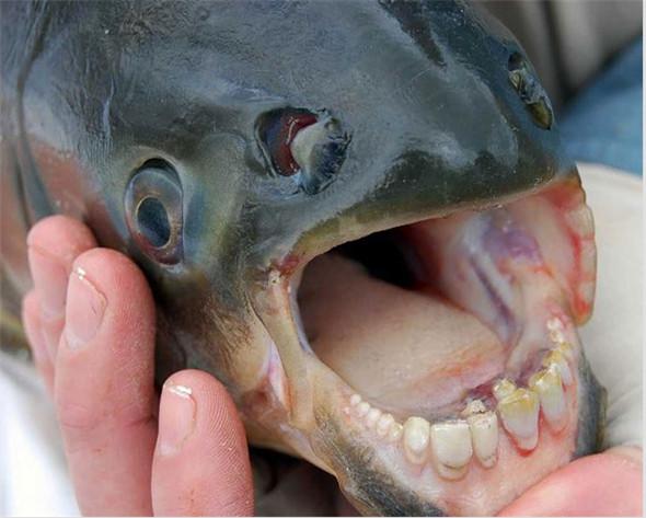 「來自地獄的蛇」「通體湛藍的魚」 這些神奇動物你見過嗎？（各種奇特生物大盤點）