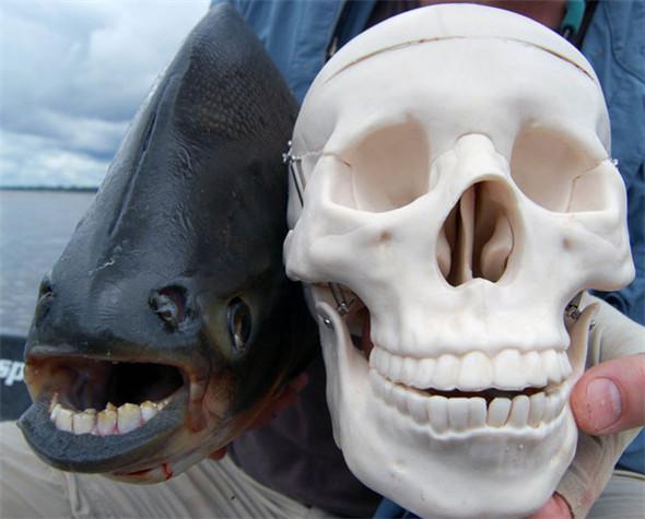 「來自地獄的蛇」「通體湛藍的魚」 這些神奇動物你見過嗎？（各種奇特生物大盤點）