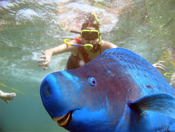 「來自地獄的蛇」「通體湛藍的魚」 這些神奇動物你見過嗎？（各種奇特生物大盤點）