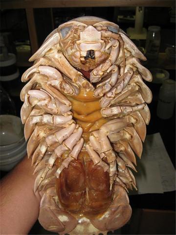 「來自地獄的蛇」「通體湛藍的魚」 這些神奇動物你見過嗎？（各種奇特生物大盤點）