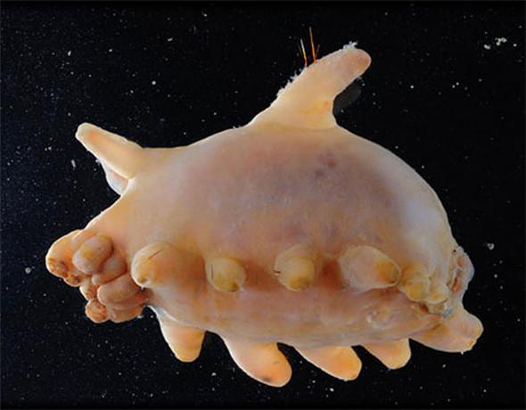 「來自地獄的蛇」「通體湛藍的魚」 這些神奇動物你見過嗎？（各種奇特生物大盤點）