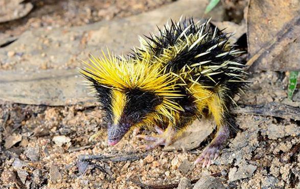 「來自地獄的蛇」「通體湛藍的魚」 這些神奇動物你見過嗎？（各種奇特生物大盤點）