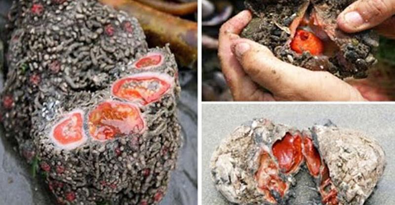 他切開這一顆怪石竟發現「裡面在蠕動」！原來它是.....價值比「3隻波士頓龍蝦」還昂貴！