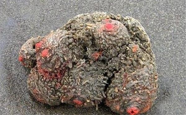 他切開這一顆怪石竟發現「裡面在蠕動」！原來它是.....價值比「3隻波士頓龍蝦」還昂貴！