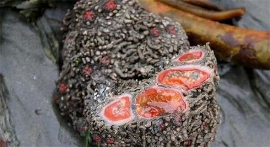 他切開這一顆怪石竟發現「裡面在蠕動」！原來它是.....價值比「3隻波士頓龍蝦」還昂貴！