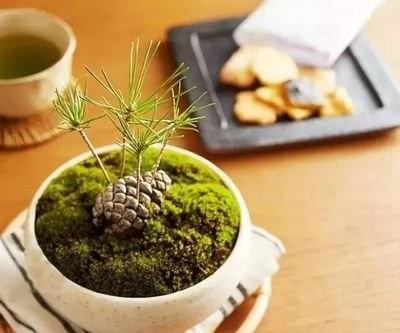 撿個「松果」埋盆裡，10天長成小盆景，太精緻 