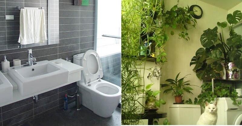這6種植物適合放「衛生間」養，長得旺還「除濕去臭」！快種上一盆！