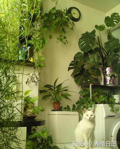 這6種植物適合放「衛生間」養，長得旺還「除濕去臭」！快種上一盆！