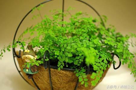 這6種植物適合放「衛生間」養，長得旺還「除濕去臭」！快種上一盆！