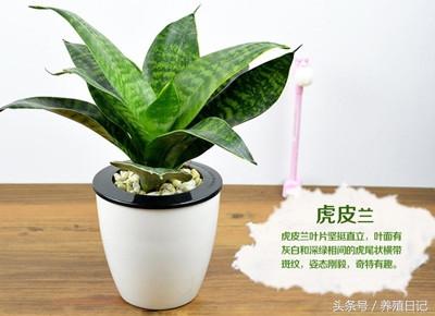 這6種植物適合放「衛生間」養，長得旺還「除濕去臭」！快種上一盆！