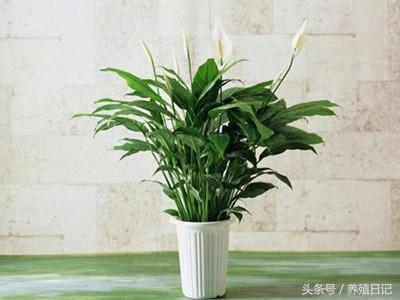 這6種植物適合放「衛生間」養，長得旺還「除濕去臭」！快種上一盆！