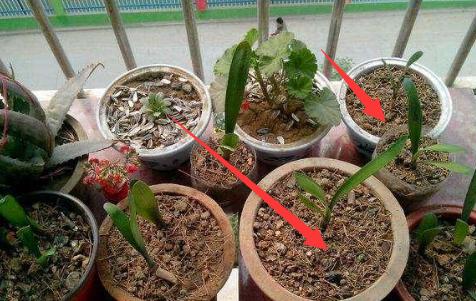 養花不要在傻傻的只知道澆水了，花都澆死了，老花農教你一個訣竅，養花都能輕鬆爆盆