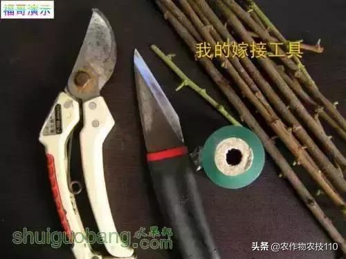 12種果樹嫁接法演示圖！「收藏」