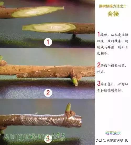 12種果樹嫁接法演示圖！「收藏」