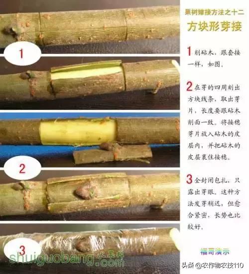 12種果樹嫁接法演示圖！「收藏」
