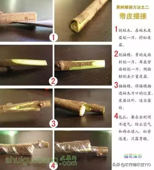 12種果樹嫁接法演示圖！「收藏」