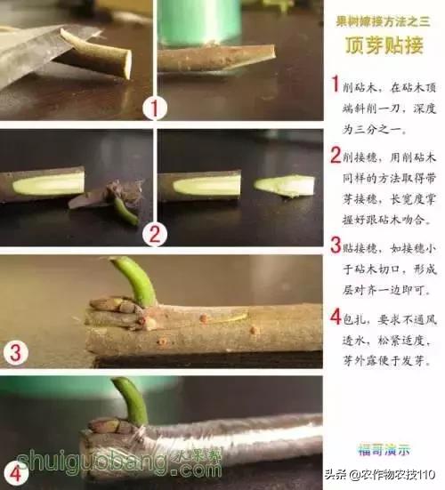12種果樹嫁接法演示圖！「收藏」