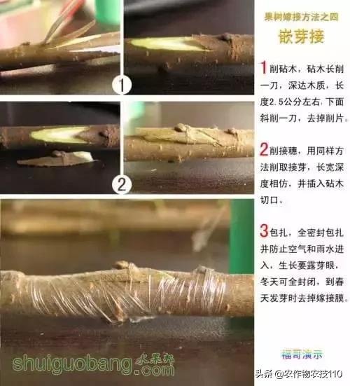 12種果樹嫁接法演示圖！「收藏」
