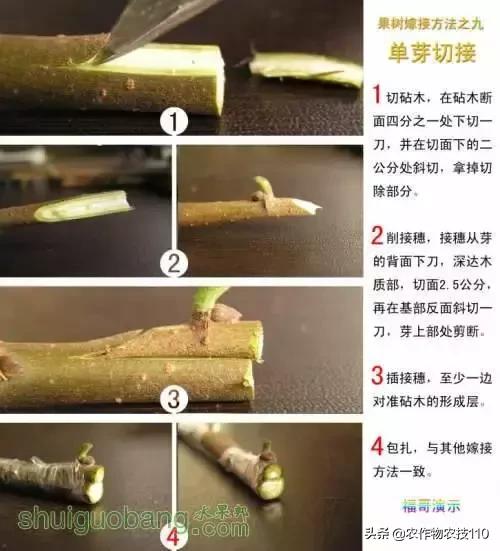 12種果樹嫁接法演示圖！「收藏」